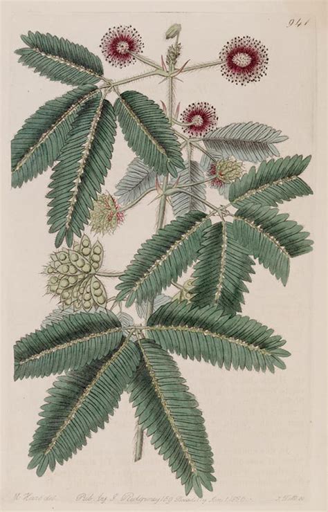 Poetic Botany Mimosa Pudica
