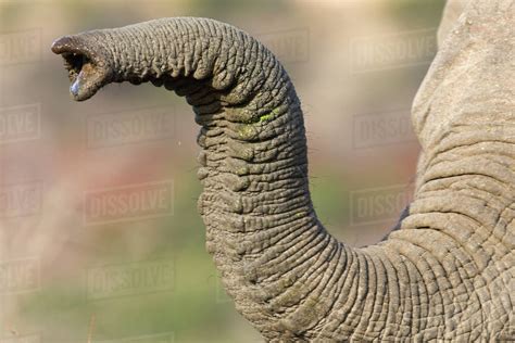 Close Up Of Elephants Trunk Stock Photo Dissolve