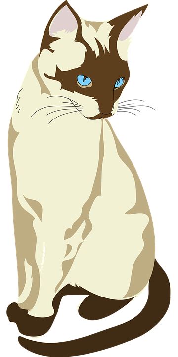 Free Image On Pixabay Siamese Cat Siamese Cat Kitty Cat Art Cat