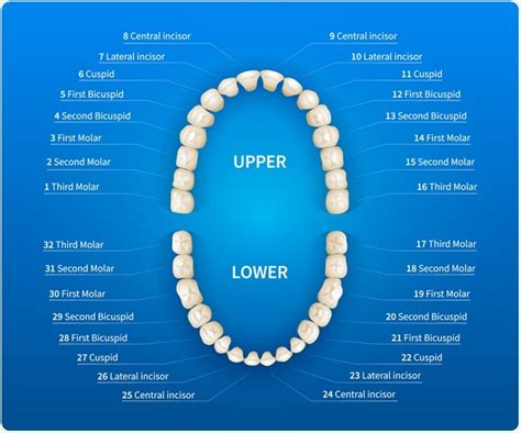 Universal Numbering System For Teeth