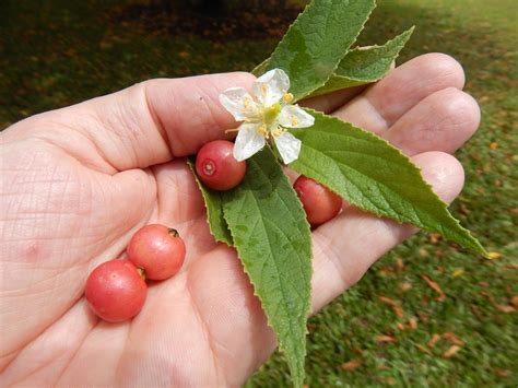 Jamaican Cherry Muntingia Calabura This Is A Very Sweet Flickr