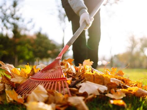 Youve Been Raking The Leaves Wrong Heres The Right Way Gardening