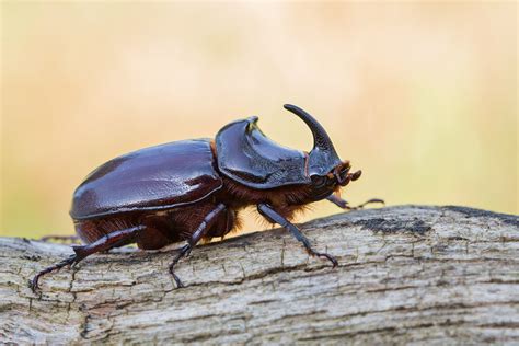 Deutlich größer ist die aussicht. Nashornkäfer Oryctes nasicornis - Fotos, Bilder ...