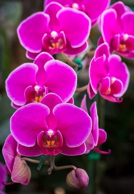 Free Photo Pink Phalaenopsis Orchid Flower