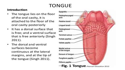 Solution Histology Of Tongue Taste Buds Studypool
