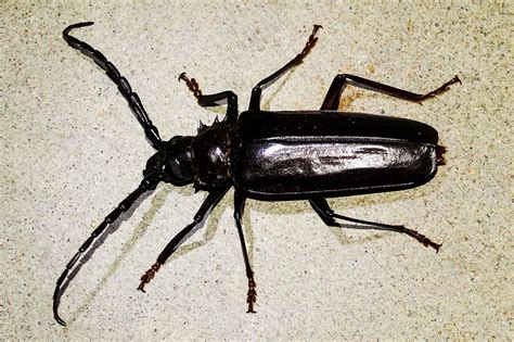 Palo verde beetles are often the cause for a shriek due to their appearance and their menacing looking pincher mandable. iNaturalist.org · Palo Verde Borer Beetle observed by ...