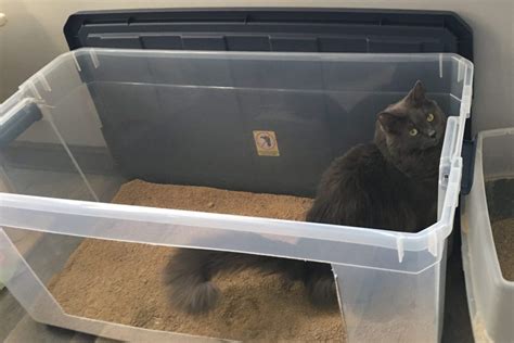 Diy Senior Cat Litter Box For Arthritis Limited Mobility And High Pee Ers Cat In The Fridge