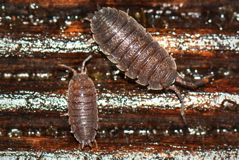 Signs Of Woodlice Infestation Is Your Home At Risk