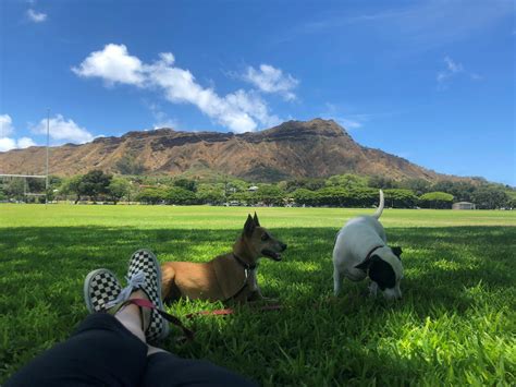Pet-friendly Hawaii for visitors