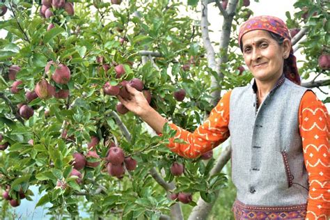 Shimla Apple Farming In India Cultivation Practices Planting To Harvesting And Production