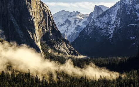 Green Pine Trees Yosemite National Park Apple Inc Mountains Mist