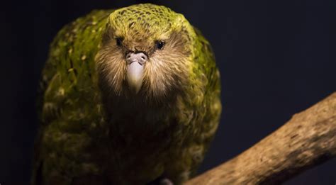 15 Facts About The Oddball Kakapo Kakapo Flightless Parrot Kakapo