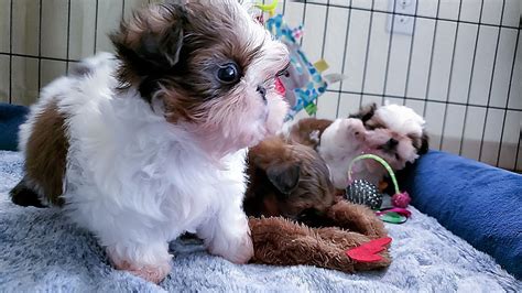 Another Day In The Play Pen Shih Tzu Puppies Youtube