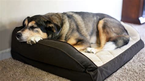 The Best Dog Bed In 2024 8 Top Dog Mattresses Toms Guide