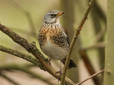 Thrushes In The Uk Complete Guide With Pictures Birdfact