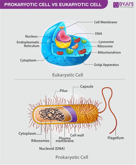 Prokaryotes Vs Eukaryotes What Are The Key Differences Images