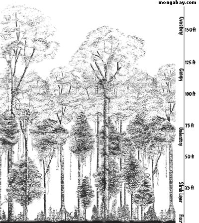 All the familiar big game wildlife like. The Rainforest Canopy
