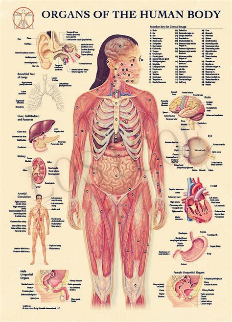 Free Printable Anatomy Charts 9 Free Body Diagram
