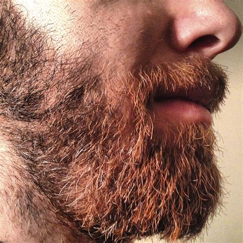 microbiologist s tests show beards are full of fecal bacteria wtop