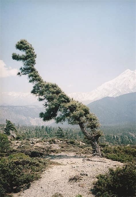 Trees That Look Like Something Else That Will Make You Do A Double Take