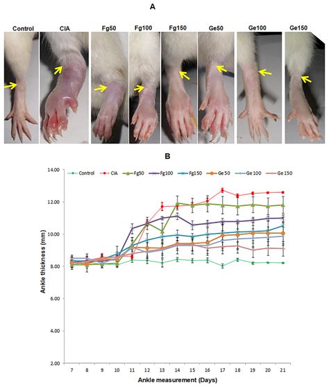 Change In Paw Thickness Of Collagen Induced Arthritic Rats The Results