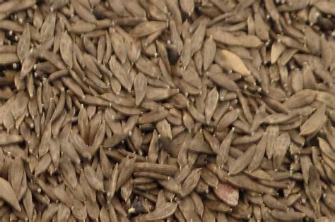 123zaden biedt het grootste assortiment tuinzaden van nederland, belgië e.o. Slazaad zwart - VoerdeNatuur.nl