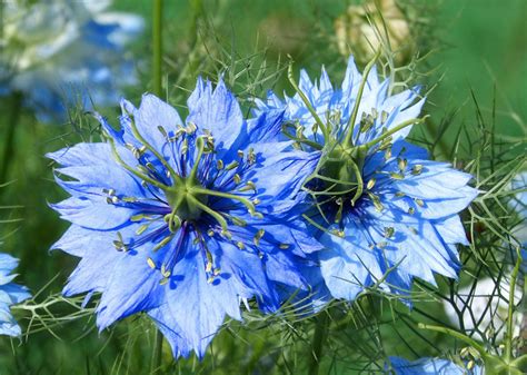 Des qualités qui lui ont permis de faire ses preuves sur certaines dermatoses comme le psoriasis, l'eczéma ou encore l' acné. L'huile végétale de nigelle ou (cumin noir) une fabuleuse ...