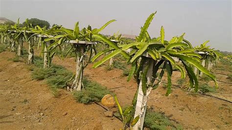 Dragon fruit's flower is blooming in summer, landscape of pitahaya field during flowering, a pitaya or pitahaya is the fruit of several cactus species indigenous to the americas. Dragon fruit farming maharastra. 9158934468 - YouTube