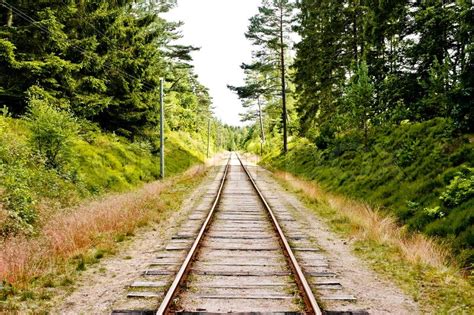 Railroad Tracks Going Through A Forest Stock Image Colourbox