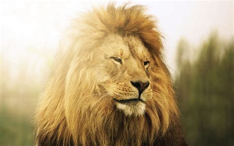 Animals To Lie Down Lie Lion Predator Mane Hd Wallpaper Pxfuel