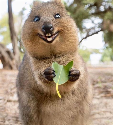 Quokkas having fun lol cute australian animals rottnest australia rare footage this is why the angry koala chases zoo keeper and then fights with a quokka! Quokkas are the happiest looking animals Ive seen #Music # ...