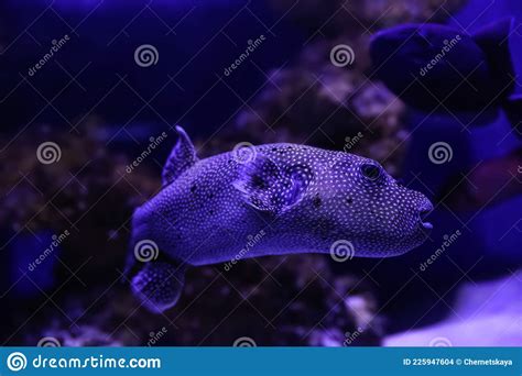 Beautiful Puffer Fish Swimming In Aquarium Stock Photo Image Of