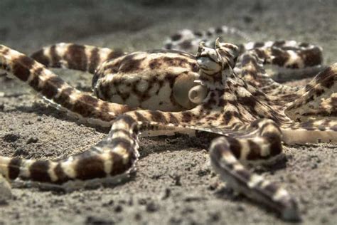 7 Fun Facts About The Majestic Mimic Octopus Octonation The