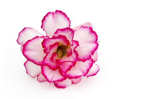 Top 60 Imagen White Background Flower Ecovermx