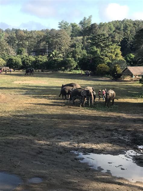 Elephant Sanctuary Thailand Editorial Image Image Of Elephant Travel