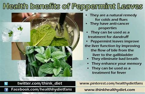 Health Benefits Of Peppermint Leaves Natural Cold Remedies Herbs