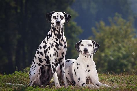 What Makes Dalmatian Spots The Science Behind The Spotted Pattern