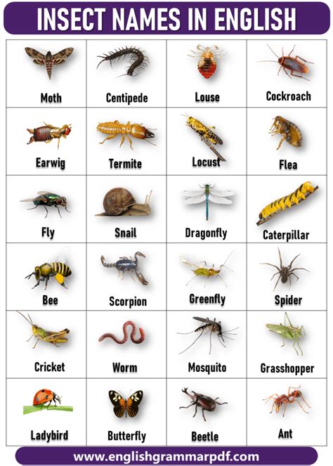 100 Insect Names List Of Insect Names In English With Pictures