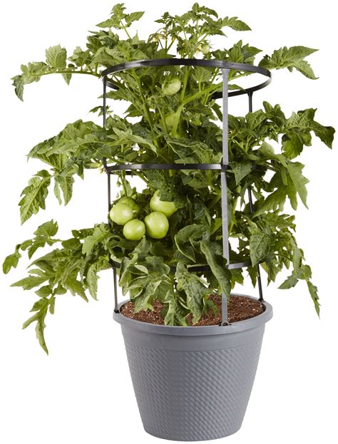 Bonnie Plants Bush Goliath Tomato 25 Gal Cage Live Plant