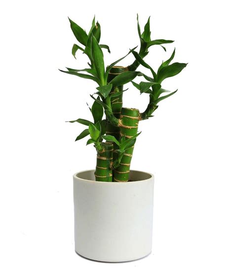 Nurturing Green Indoor Green Plants White Pot Cutleaf Bamboo Buy