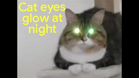 Why Do Cats Eyes Glow At Night Youtube