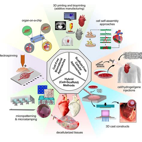 Schematic Summary Of Cardiovascular Tissue Engineering Paradigms Inner