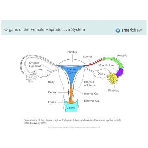 Reproductive System Female Organs Diagram The Female Reproductive