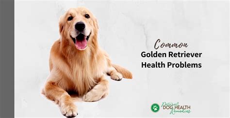 Golden Retriever Health Problems And Life Span