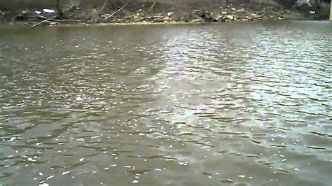 Ashtabula River Steelhead Fishing Youtube