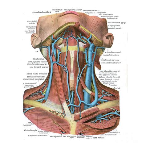 Veins Of The Neck Photograph By Microscape Science Photo Library Pixels