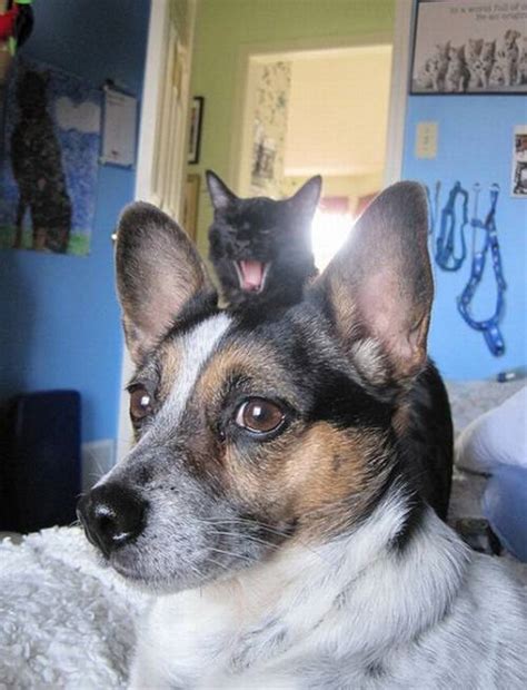38 Funniest Cat Photobombs Of All Time 23 Just Killed Me Lol