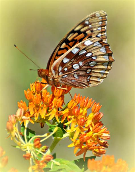 Butterfly Weed 1 Photograph By Marty Koch Fine Art America