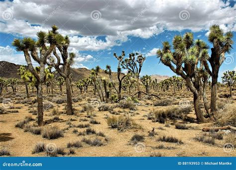 Joshua Tree National Park Désert De Mojave La Californie Etats Unis