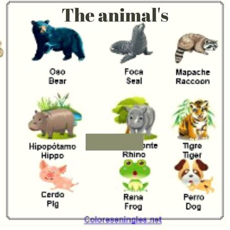 Conoce Todos Los Nombres De Los Animales En Español E Inglés Animales
